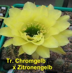 Tr. Chromgelb x Zitronengelb.4.0.jpg 